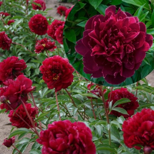 Paeonia lactiflora 'Chippewa' - Valgeõieline pojeng 'Chippewa' C7/7L